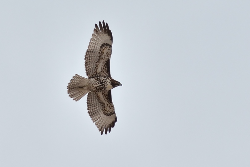 Roodstaartbuizerd